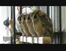 ふくろうの森２０１７秋・その２