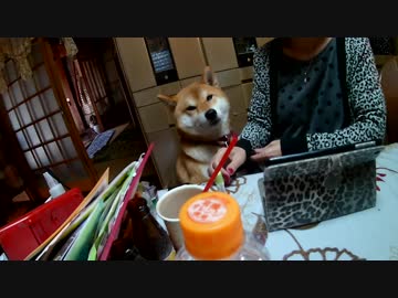 焼肉が気になる柴犬