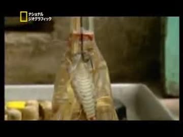 げ・ゲテモノ喰い選手権　投稿時容量202ＭB・転載ＩＤsm32287150