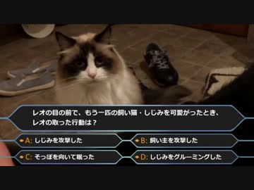 猫はヤキモチを妬くのかを検証