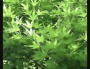 かえで