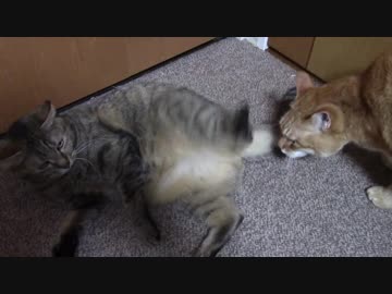 拾いねこ＠生後1960/1927日目　終了間際のバトル。