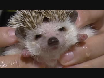 ハリ活.vol 20 ~もち子の冬支度~