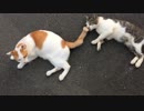 猫がねころぶ・・・気まぐれすぎるネコの日常