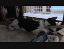 【Jean & Pont 696】保護猫を人好きに計画！よく遊ぶ子になった