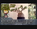 パキカス☆☆☆