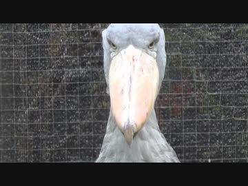 2017/11/17 のいち動物公園のハシビロコウ
