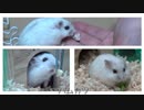 【ぽんきち日記】はじめまして