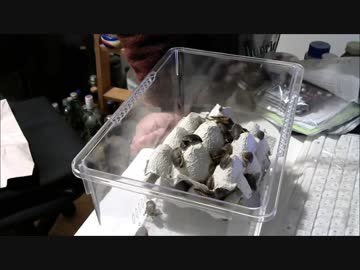 デュビア(ゴキブリ)飼育はじめました　飼育１日目