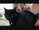 【Jean & Pont 696】保護猫を人好きに計画！よく遊ぶ子になった