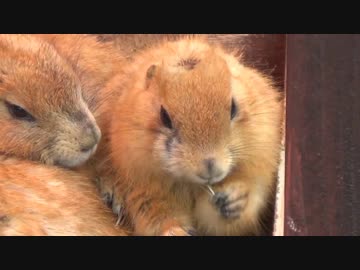 2017/11/17 のいち動物公園のオグロプレーリードッグ