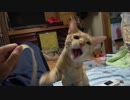 ただのプラごみにじゃれまくる子猫