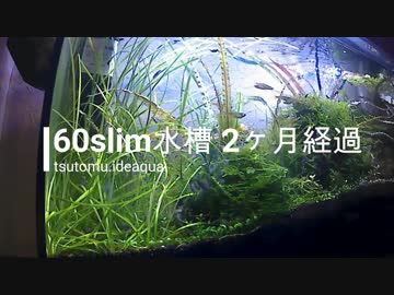 ６０cmスリム水槽　2か月後