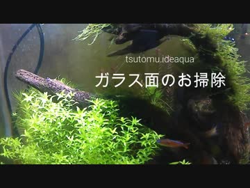 ガラス水槽の苔にはカミソリでスカッとシャキーン！