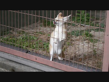 あざといフェネック