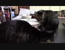 こんしゅうのおやつ【蒼民家の猫々】