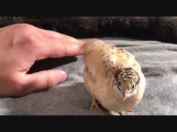 ぬるっと出てくるヒメウズラ