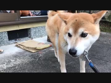 帰りたくない犬