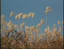 風に揺れるススキ野