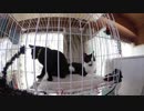 【Jean & Pont 698】保護猫兄弟とママ（の可能性?）の新生活
