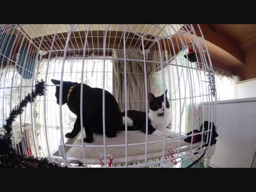 【Jean &amp; Pont 698】保護猫兄弟とママ（の可能性?）の新生活