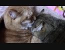 拾いねこ＠生後1962/1929日目　猫団子。