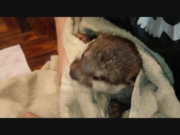 一人お風呂が寂しくて号泣するカワウソ