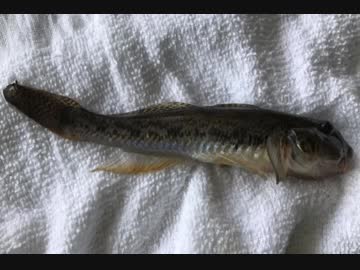 釣り動画ロマンを求めて 106釣目（鶴見川：鶴見川橋+潮鶴橋)