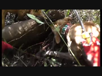 狩猟　猟犬とゆく猪猟　 Part63