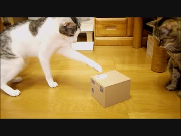 猫が猫の貯金箱をポンと開くとニャンて楽しいの(^^♪