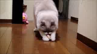 たいやきくわえたねこさん