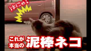 これが本当のどろぼう猫