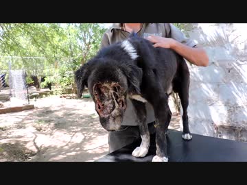 インドの動物保護団体がすごすぎると話題に