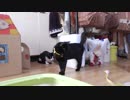 【Jean & Pont 706】保護猫兄弟は部屋になれて子どもらしく遊ぶ