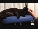 かまって攻撃すると何故かあくびする猫