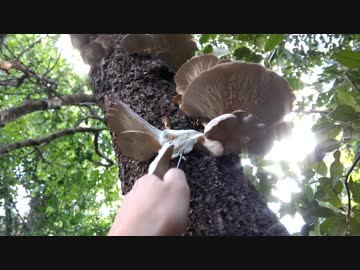 素人きのこ狩り動画