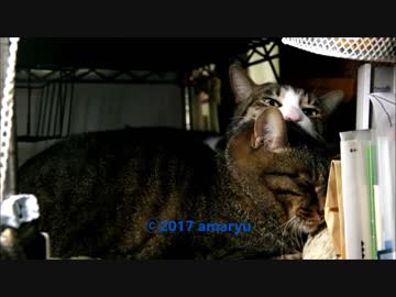 妹猫の面倒を見る兄猫