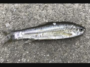 釣り動画ロマンを求めて 107釣目（霞ヶ浦)