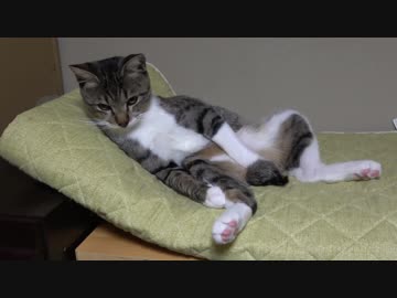 おっさん座りを覚えた子猫