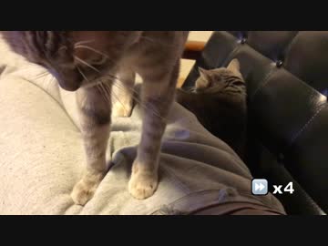 【モアクリ】 無限ふみふみ