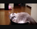 たぬこ大盛り