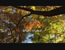 BRON-YR-AUR ブロン・イー・アー
