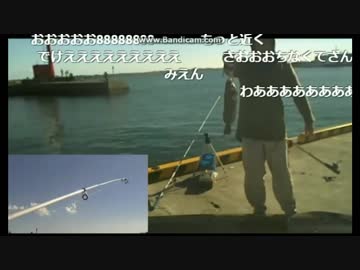 アイナメ釣果