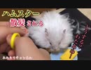 【ハム動画】ハムスターの毛のカットをしたことある？？