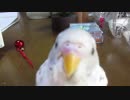 セキセイインコを「イケメン」に育ててみたい