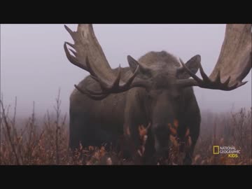 フレンズを動物ドキュメンタリーで紹介するよ part31