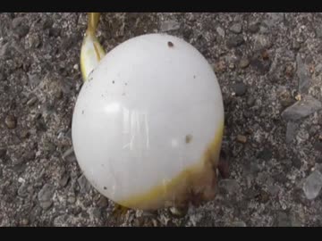 釣り動画ロマンを求めて 108釣目（東扇島西公園)