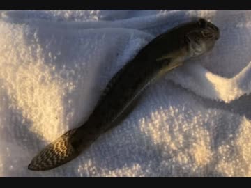 釣り動画ロマンを求めて 109釣目（前編：須賀港 周辺)