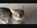 うみそら公園管理事務所裏の子猫 005