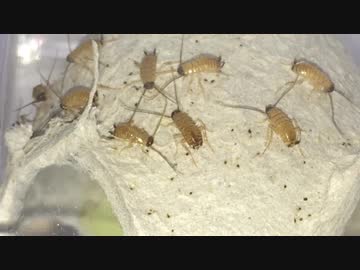 蟻戦争＃184 【閲覧注意】ゴキブリの赤ちゃんってみたことありますか？編